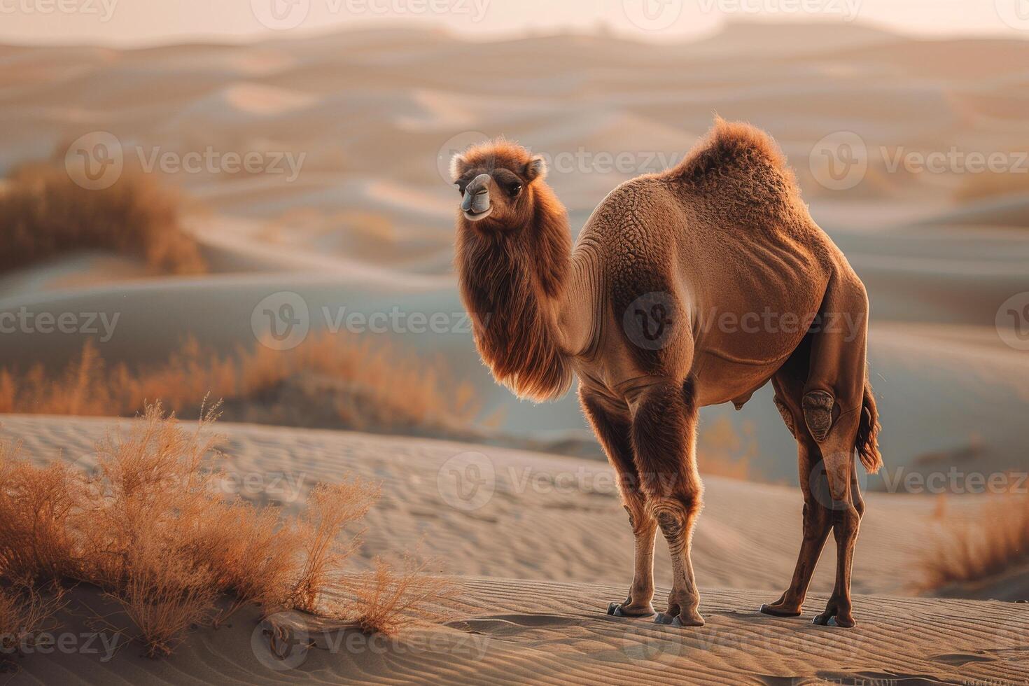 A camel standing in the desert photo