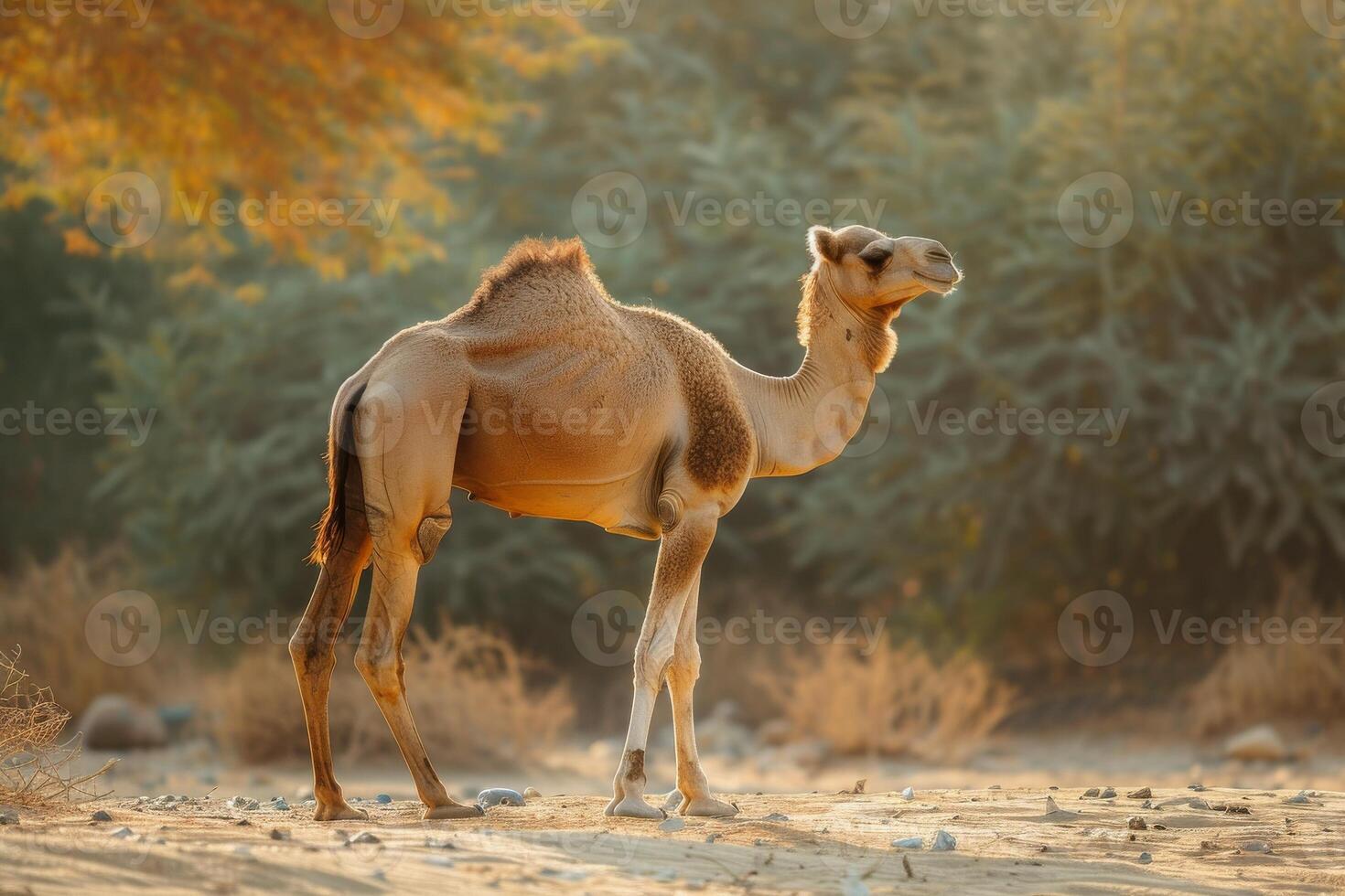 A camel standing in the desert with trees in the background photo