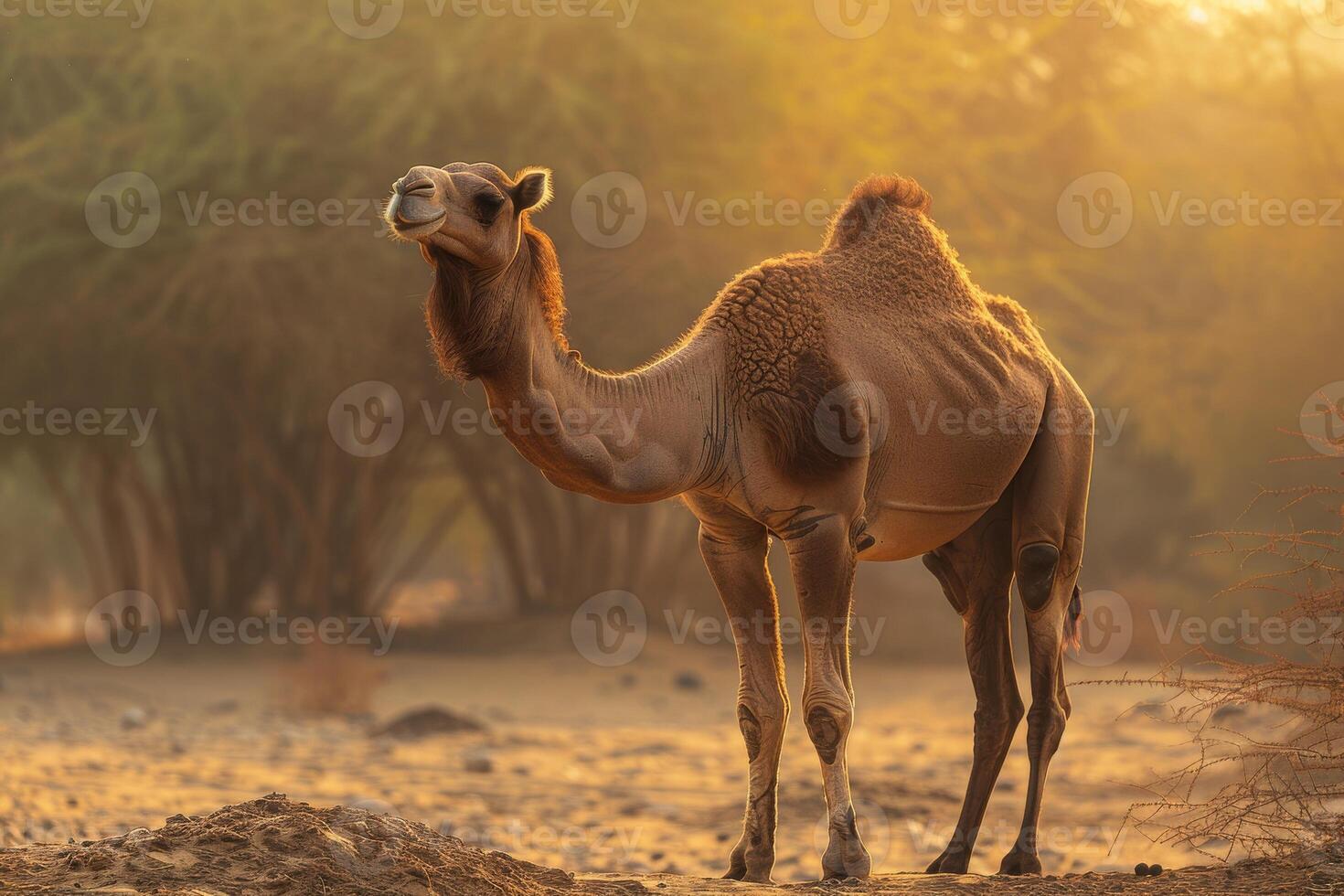 A camel standing in the desert with trees in the background photo