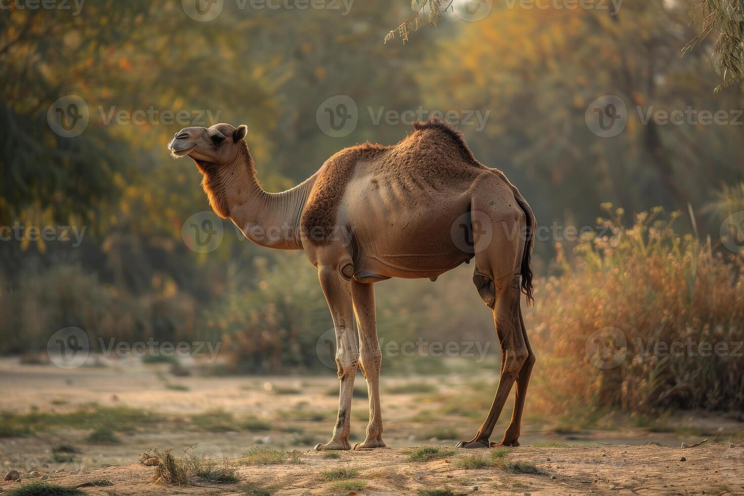 A camel standing in the dirt near trees photo