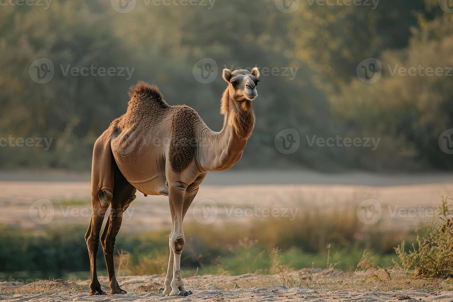 A camel standing in the sand photo