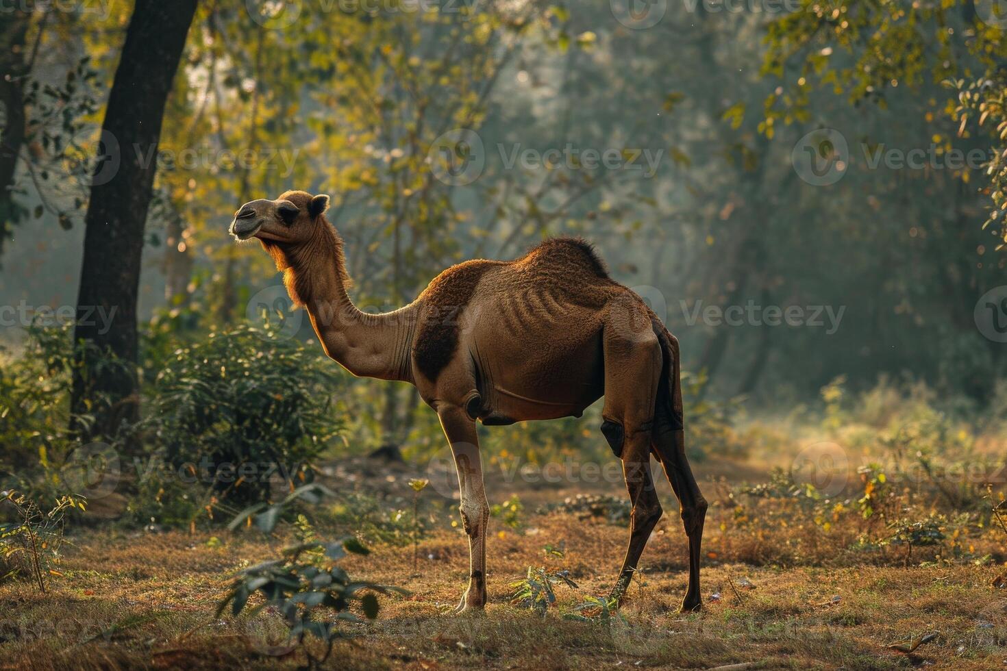 A camel standing in the middle of a forest photo