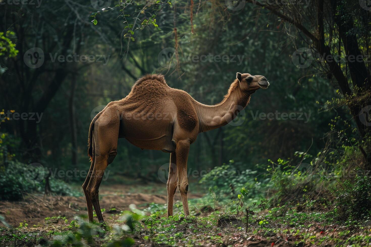 A camel is standing in the middle of a forest photo