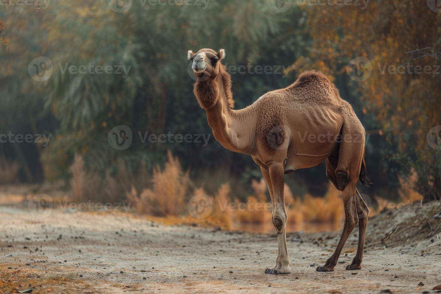 A camel standing on a dirt road in the middle of a forest photo