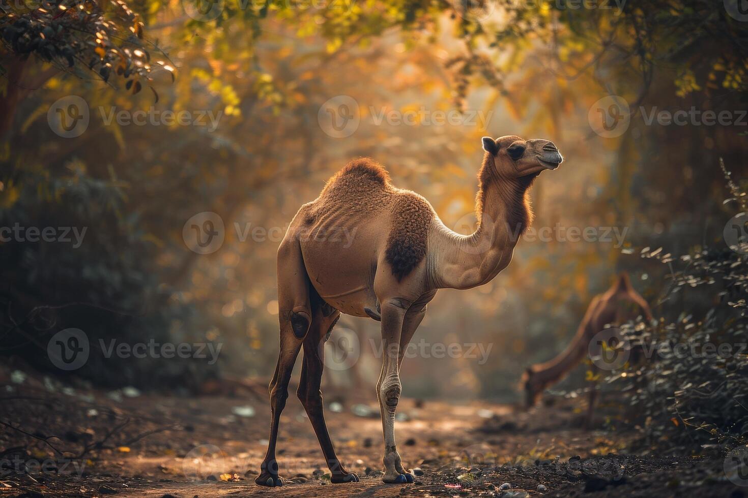 A camel is standing in the middle of a forest photo