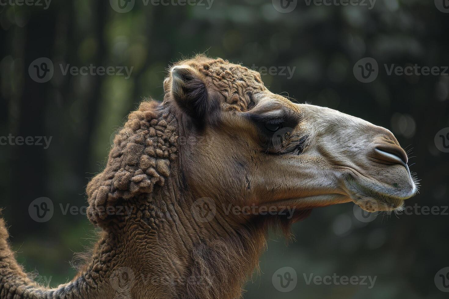 A close up of a camel with a forest in the background photo