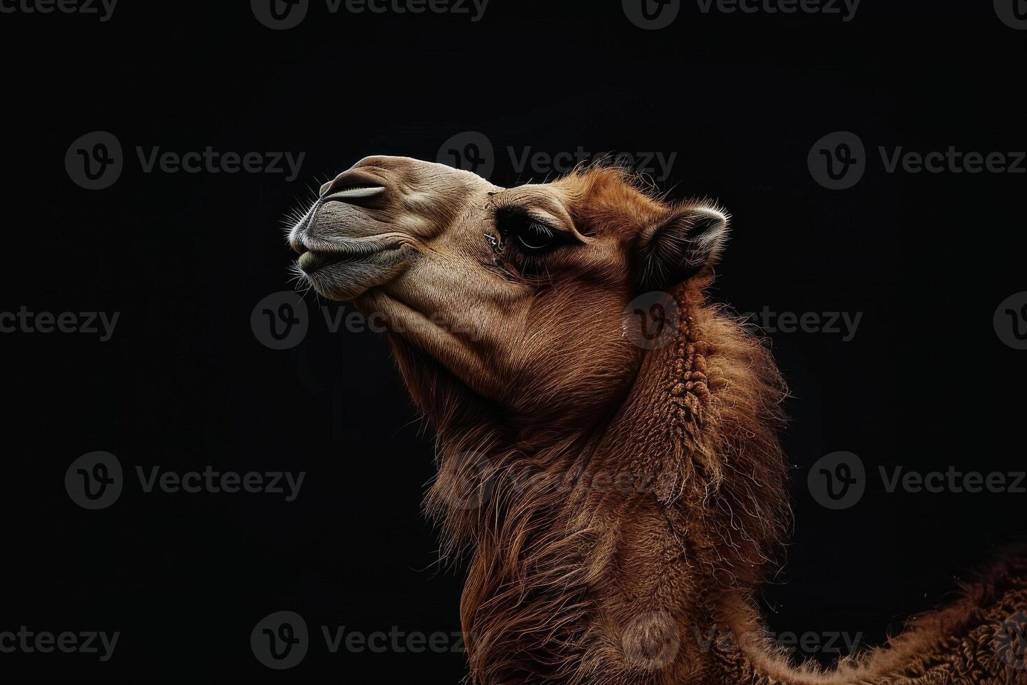 A camel is looking up at the sky photo