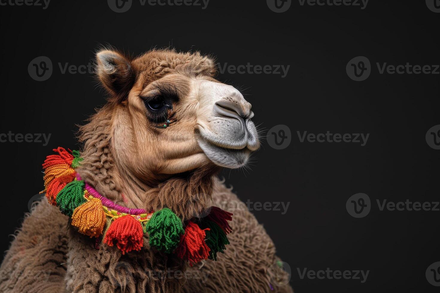 A camel with a colorful scarf on its neck photo