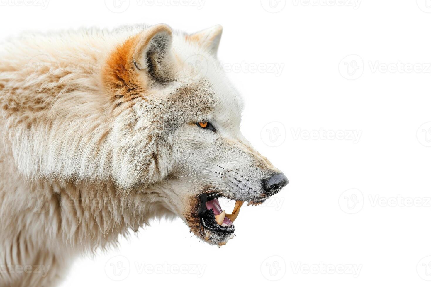 An image of a wolf with its mouth open photo