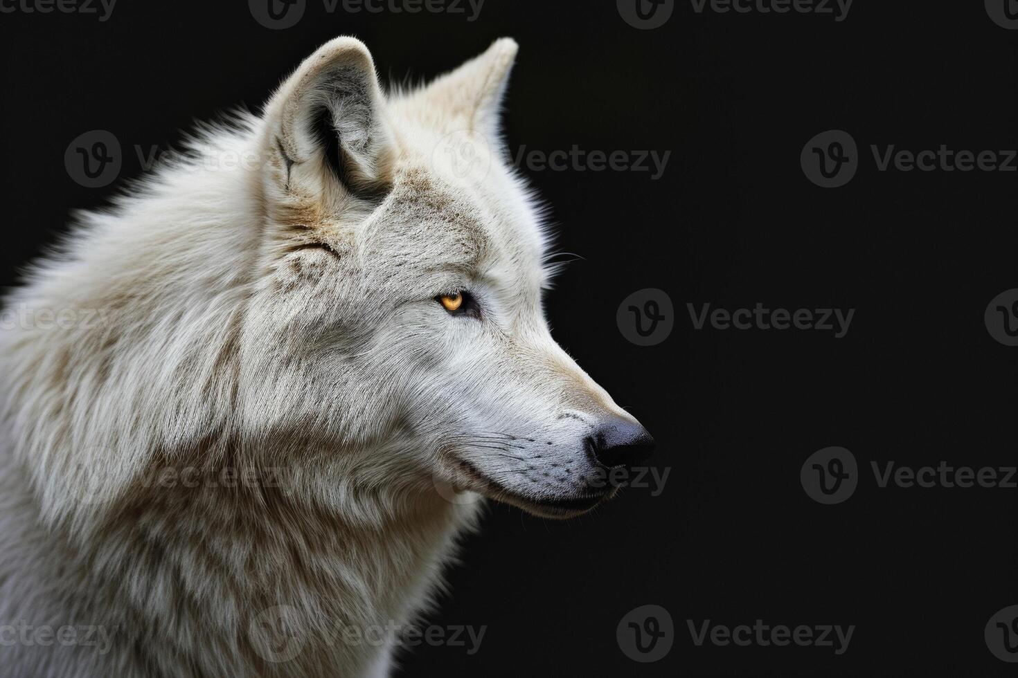 White wolf, black background, white wolf, black background, white wolf, black background, white photo