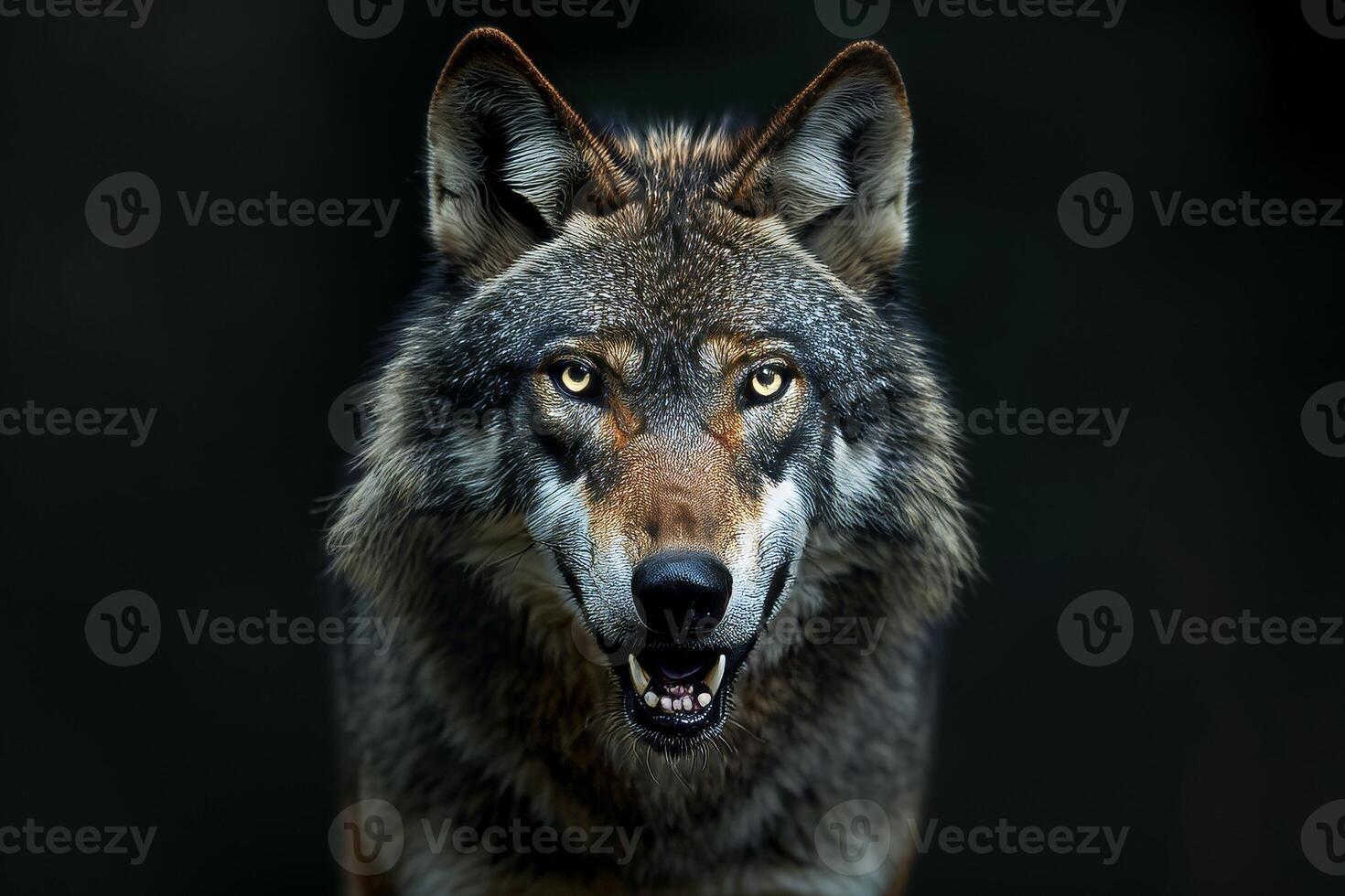 A wolf is looking at the camera with its mouth open photo