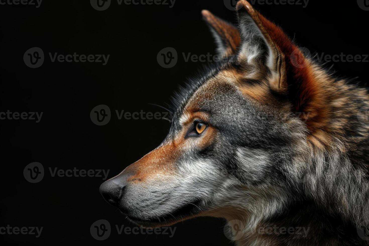 A wolf is looking to the side in a dark background photo