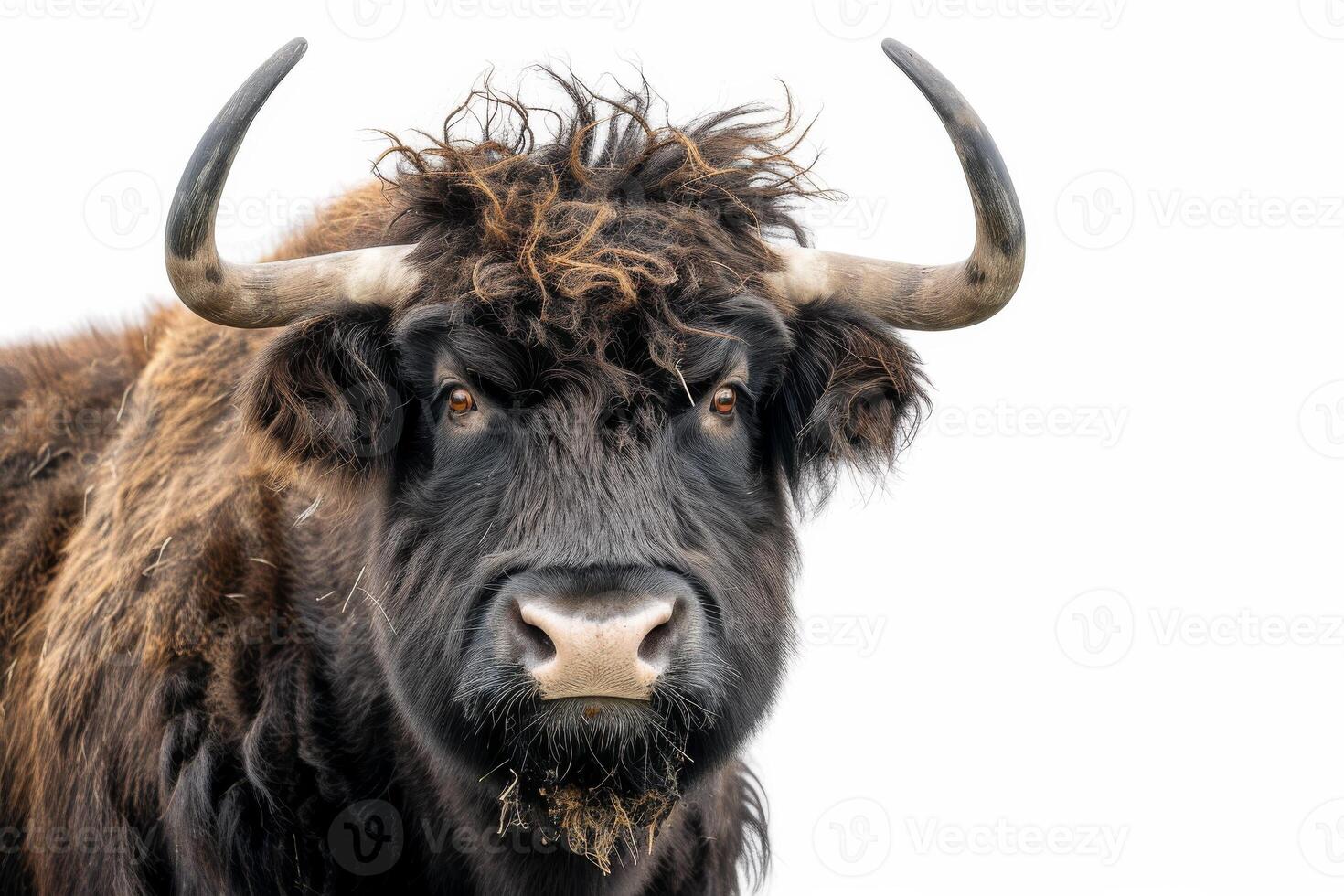 A close up of a brown bull with long horns photo