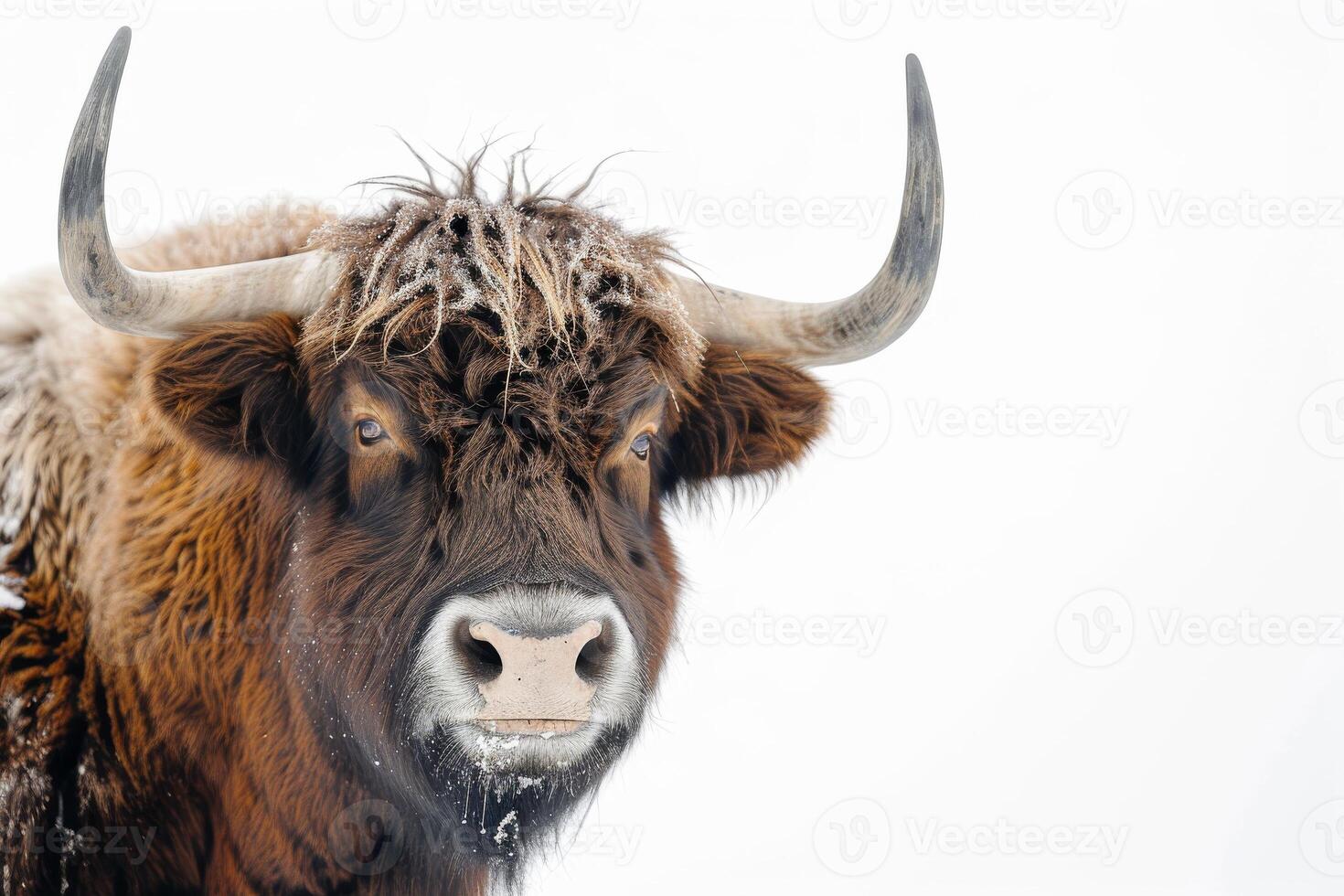 A close up of a yak with long horns photo