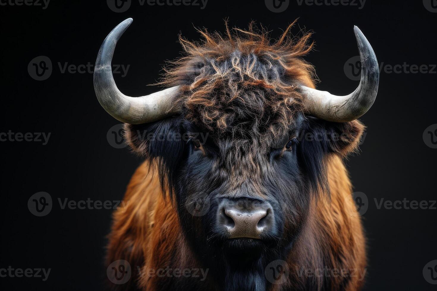 A close up of a brown bull with long horns photo