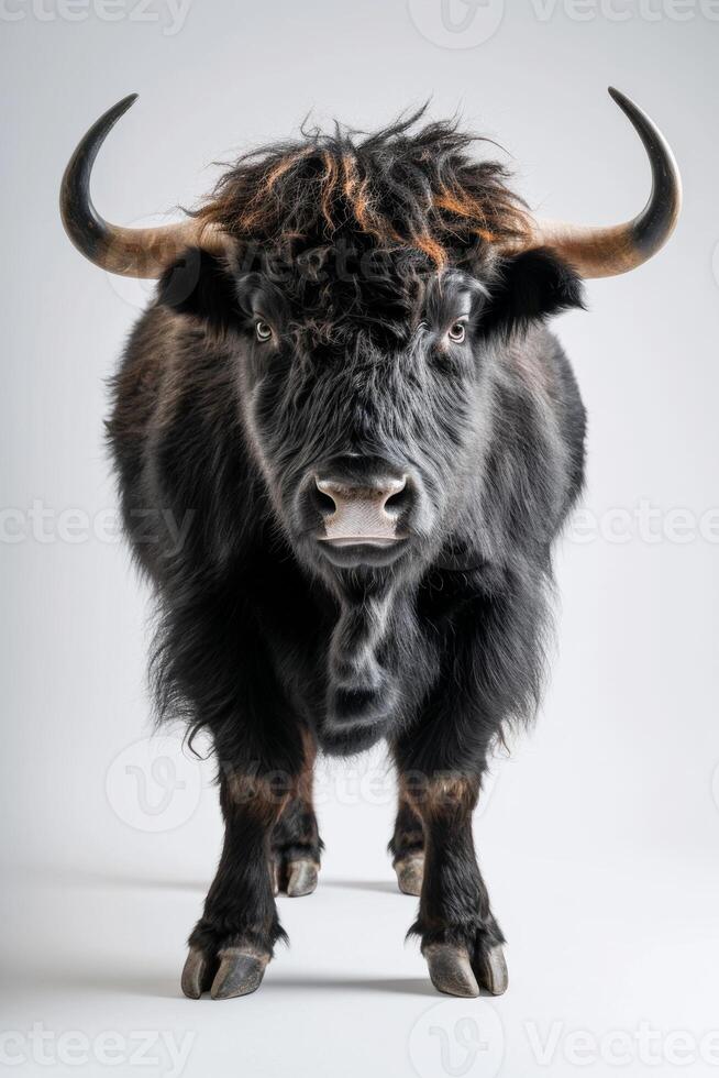 A black bull with long horns standing in front of a white background photo