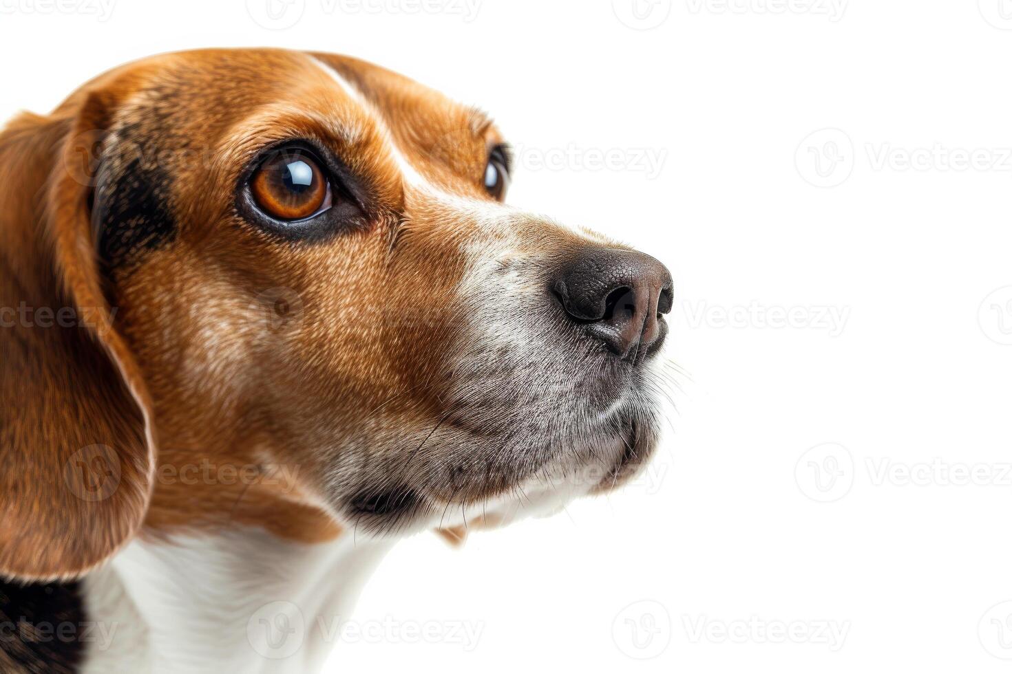 A beagle dog is looking up at something photo