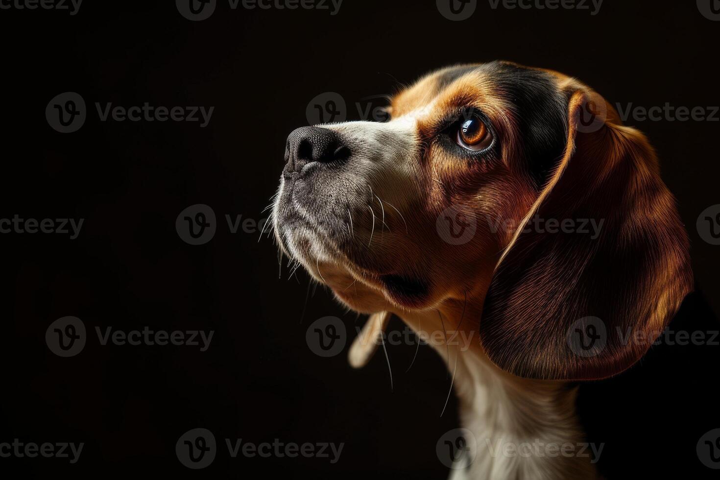 A beagle dog looking up at something photo
