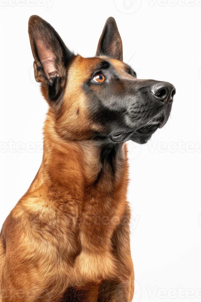 A belgian malinois dog looking up at something photo