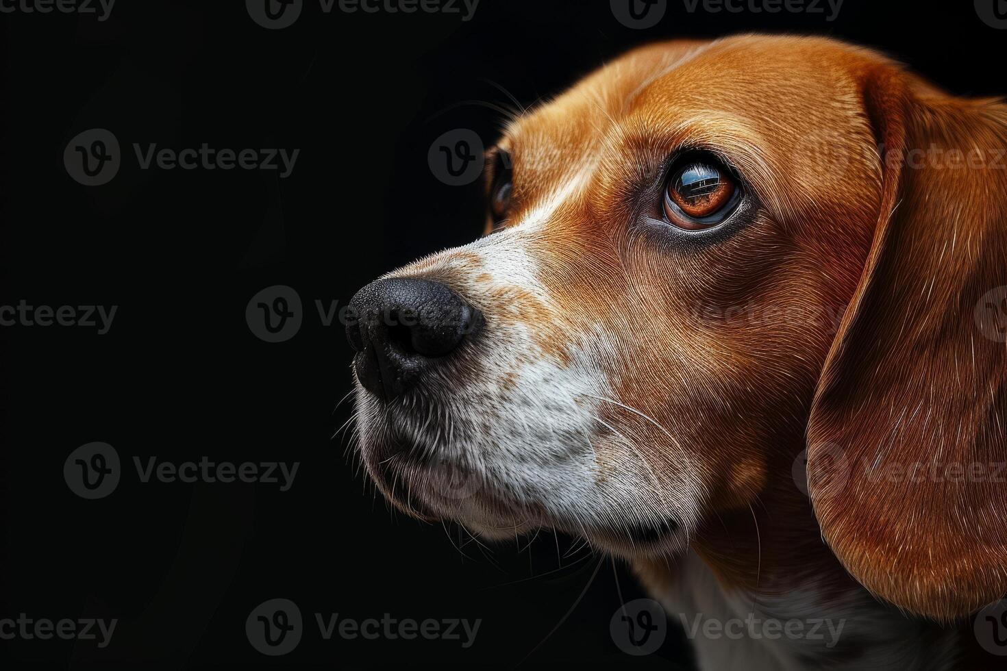 A beagle dog is looking up at something photo