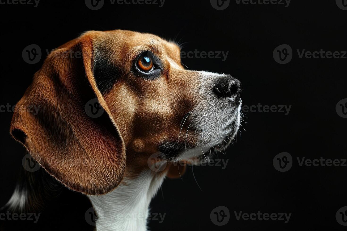 A beagle dog is looking up at something photo
