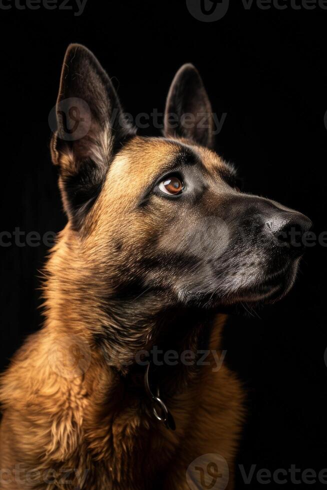 A german shepherd dog is looking up at the sky photo