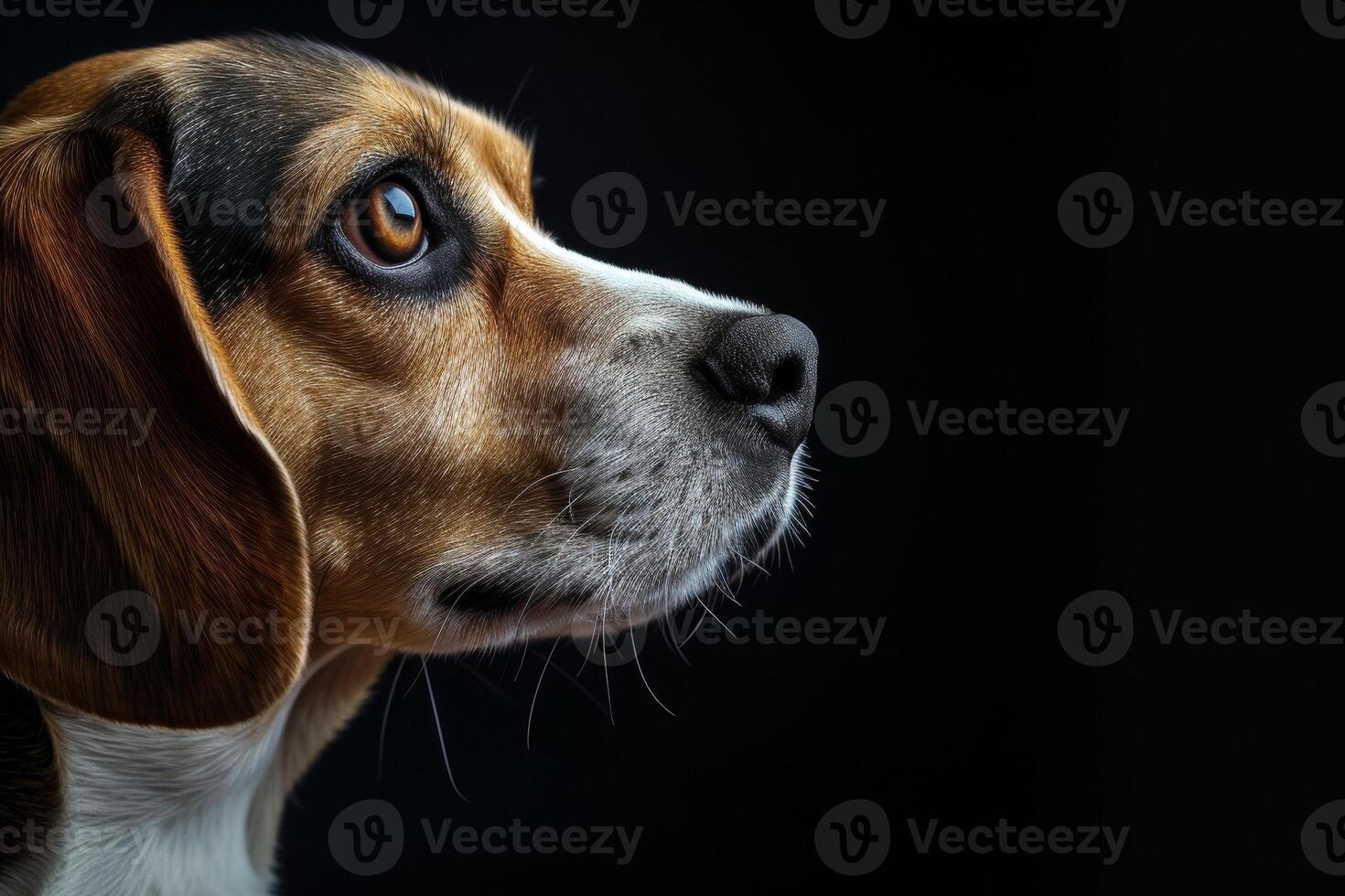 A beagle dog is looking up at something photo