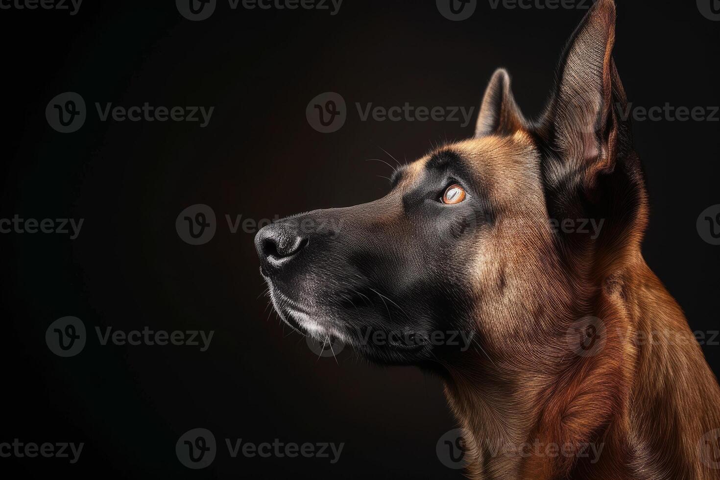 Belgian shepherd dog portrait on black background photo