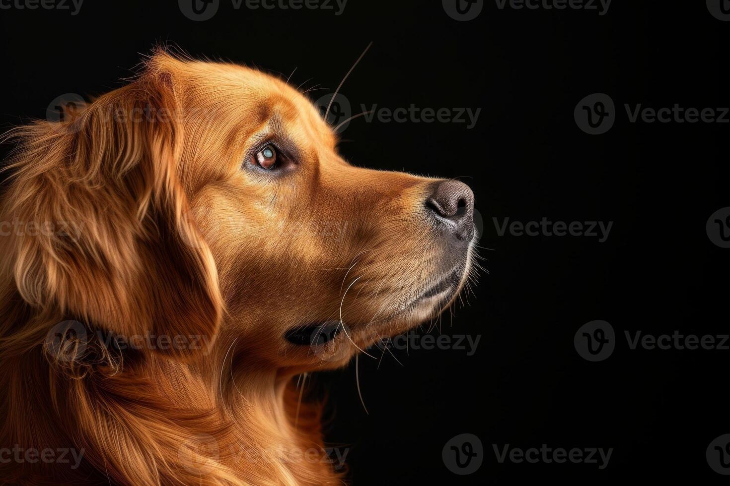 A golden retriever is looking up at something photo
