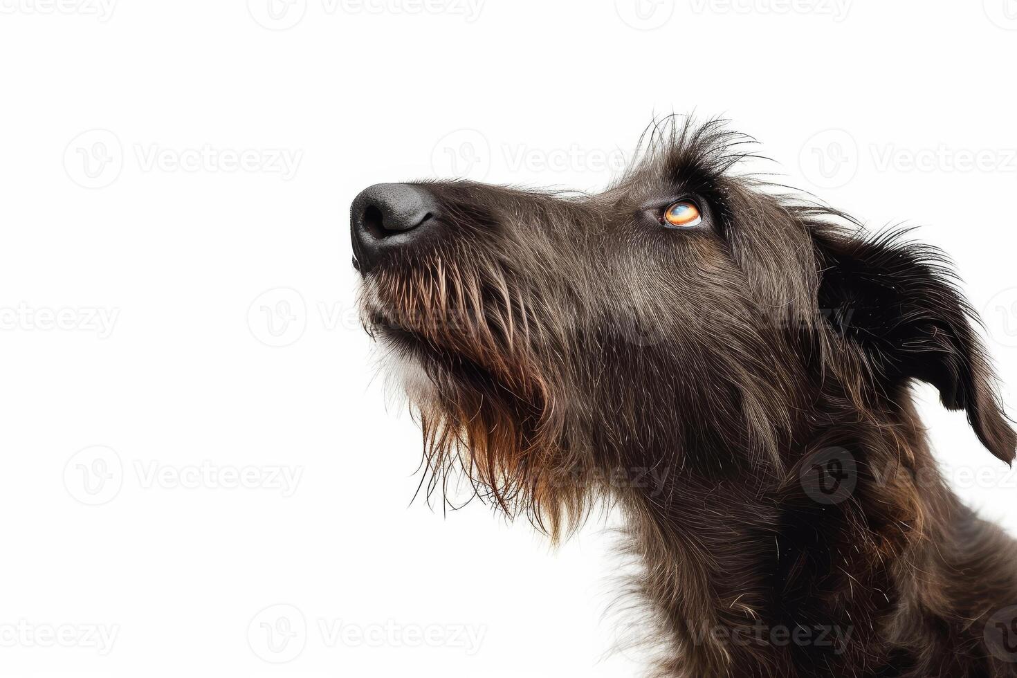 A dog looking up at something on a white background photo