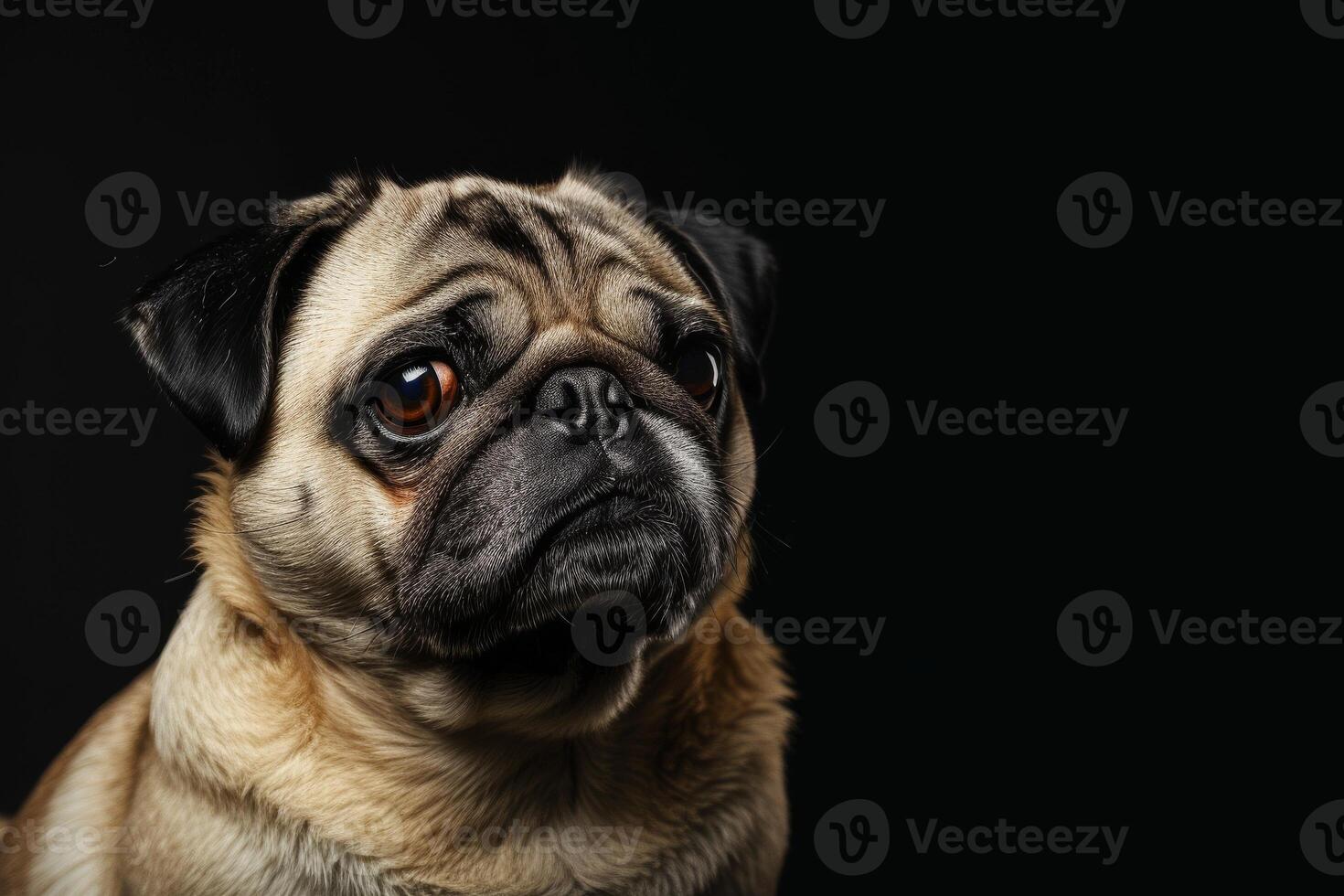 A pug dog is looking at the camera photo