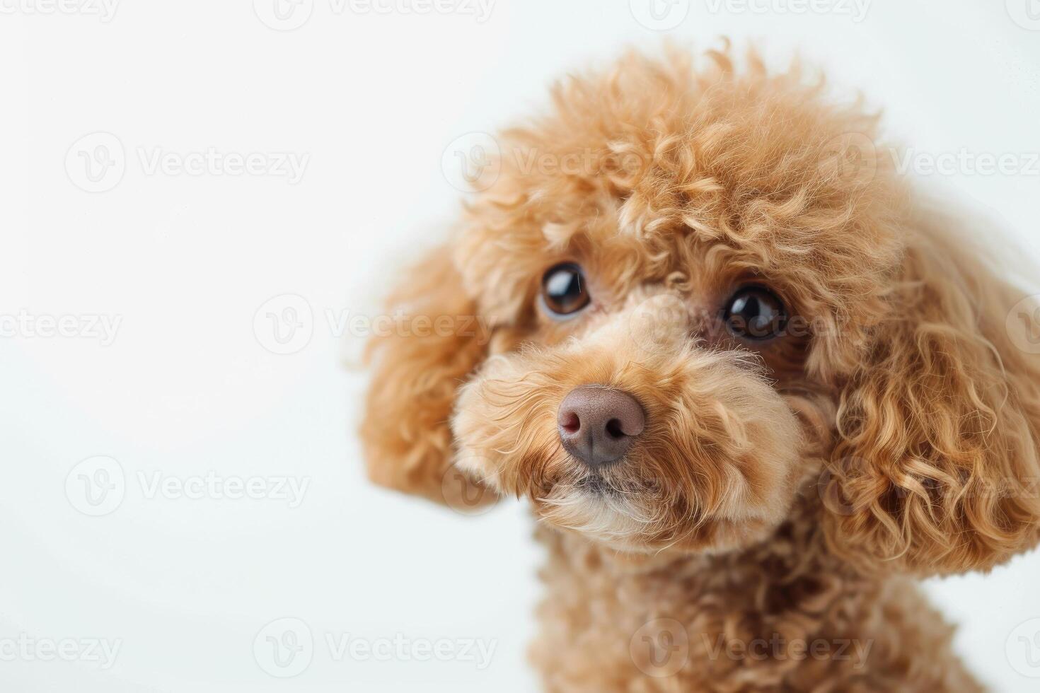 A brown poodle dog looking up at the camera photo