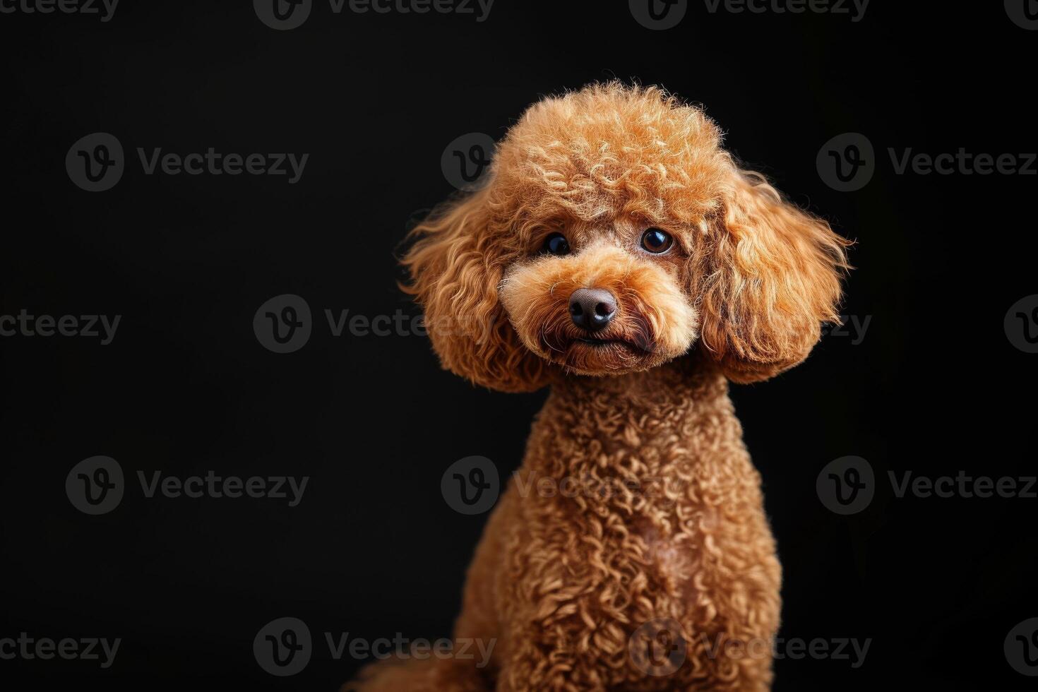 A brown poodle sitting on a black background photo