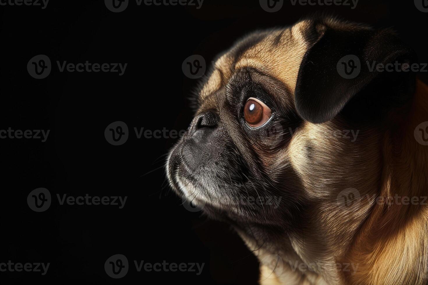 A pug dog is looking up at something photo
