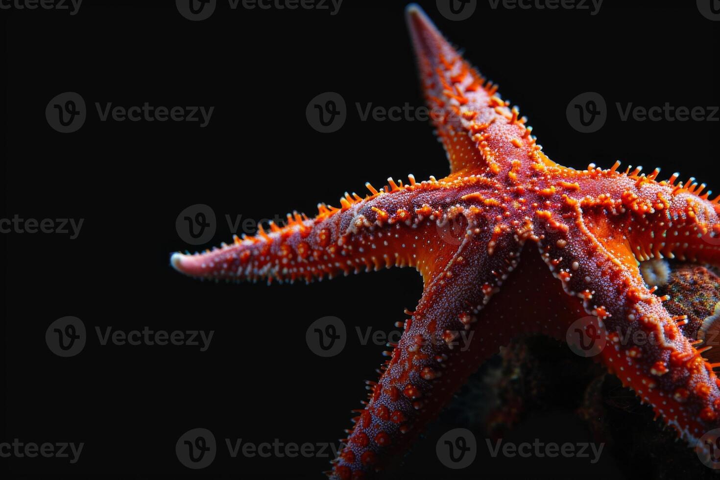 A starfish is shown against a black background photo