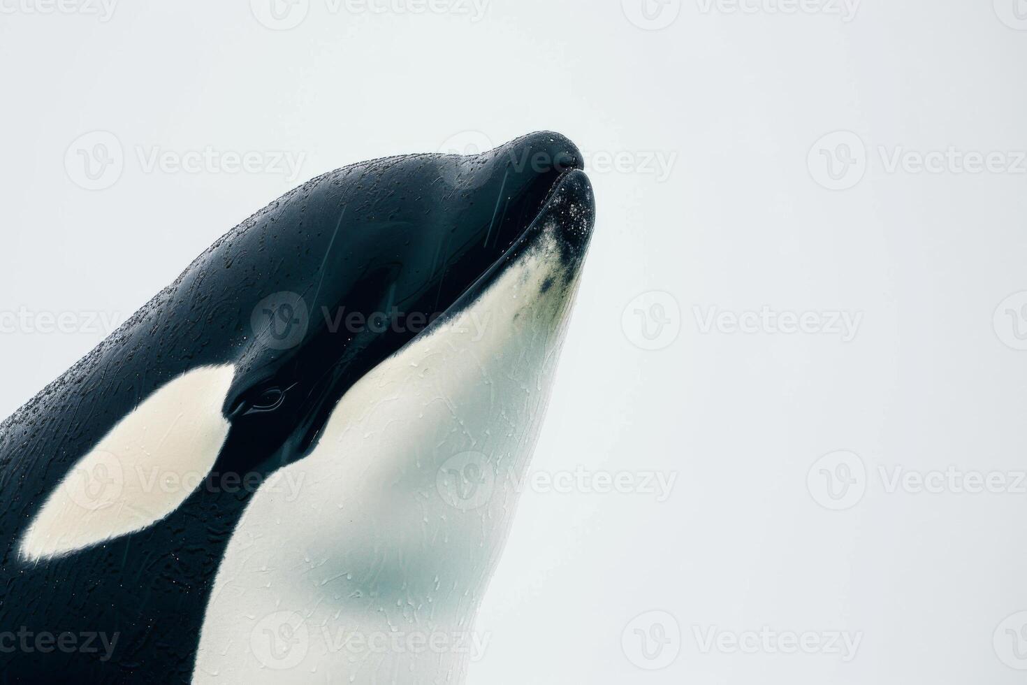 A close up of a black and white orca photo
