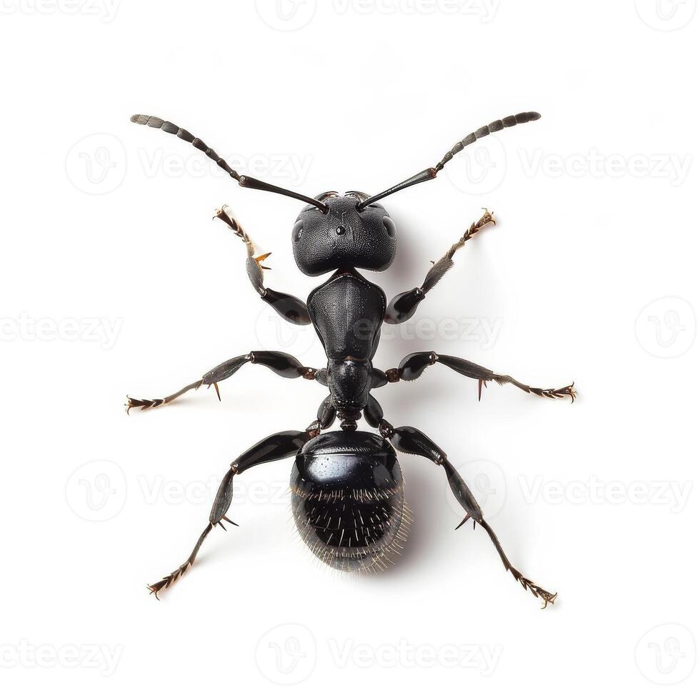 An ant is standing on its back on a white background photo