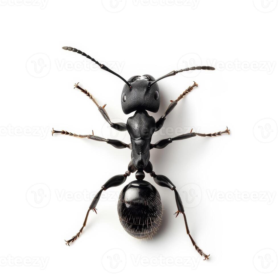 An ant is standing on its back on a white background photo