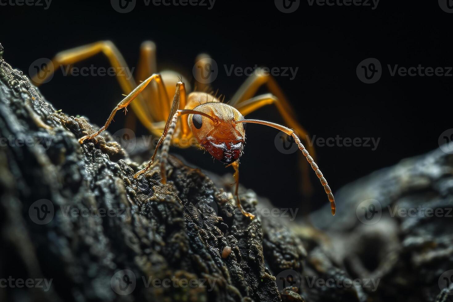 An ant is sitting on a tree trunk photo
