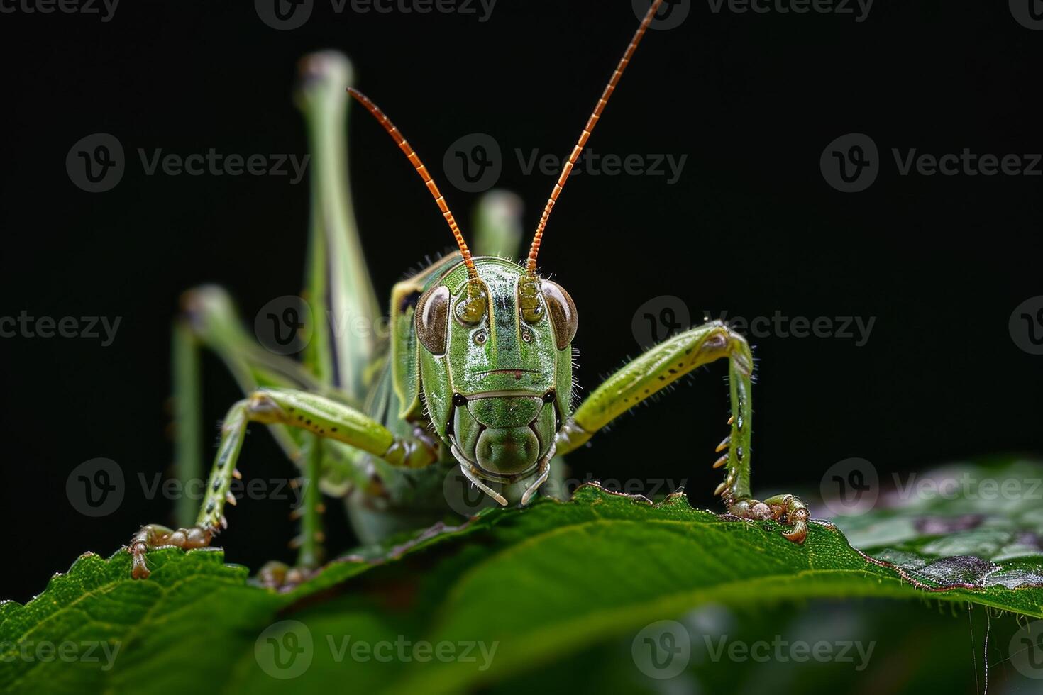 A grasshopper is sitting on a leaf photo