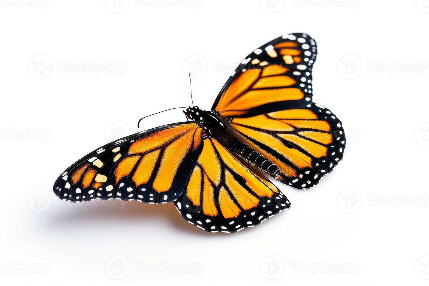 A monarch butterfly is shown on a white background photo