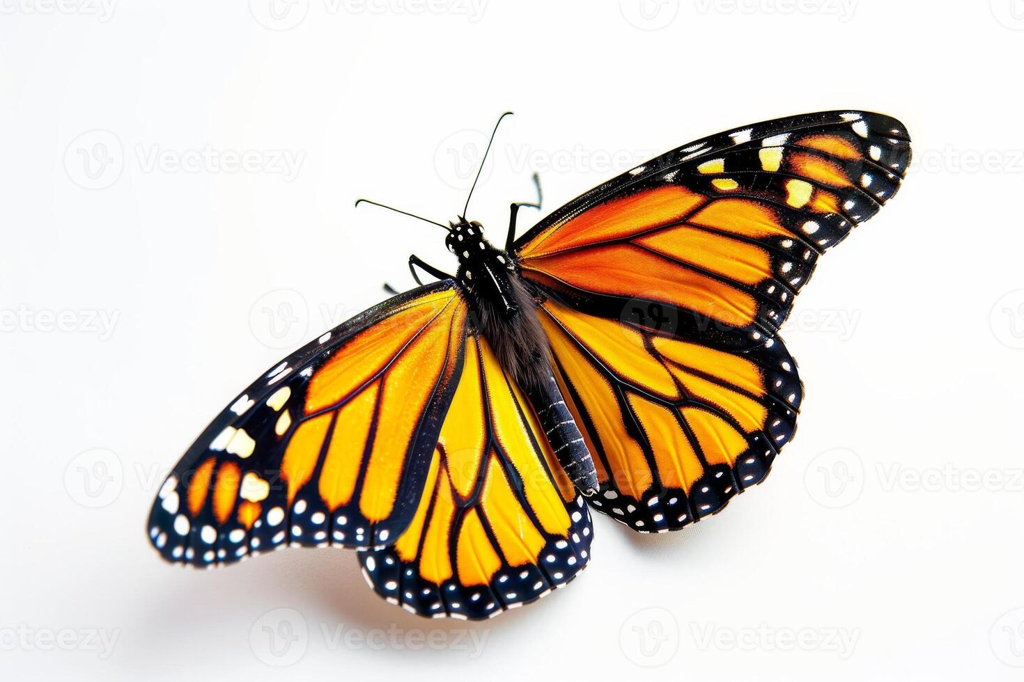 A monarch butterfly is shown on a white background photo