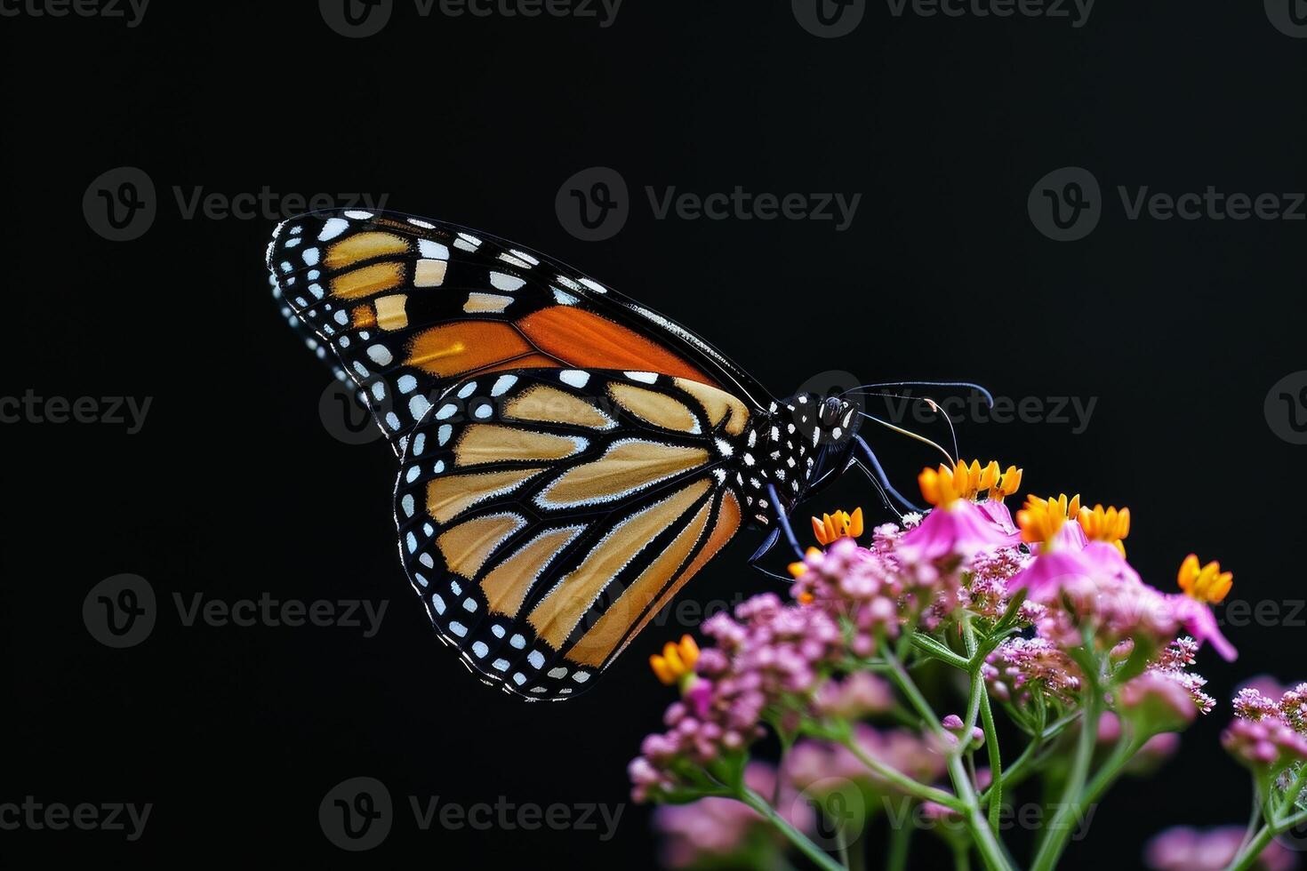 A monarch butterfly is perched on a flower photo