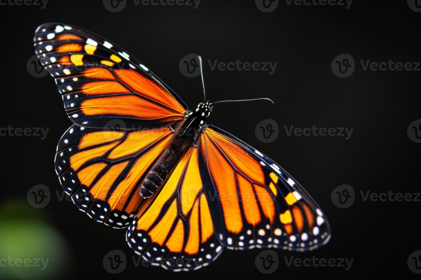 A monarch butterfly is flying in the air photo