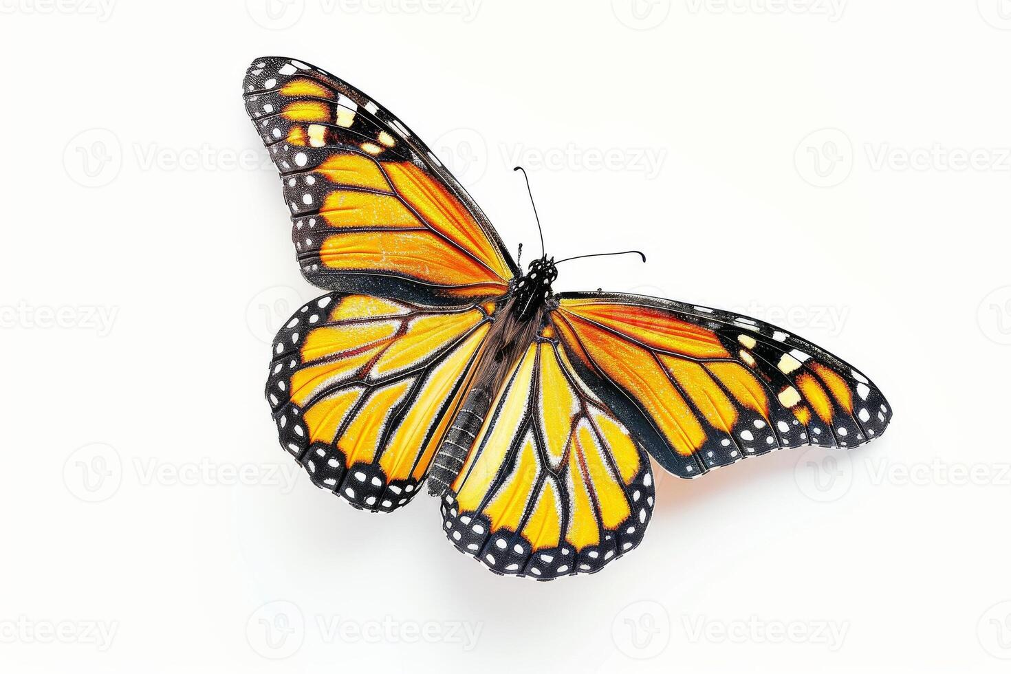 A monarch butterfly is shown on a white background photo