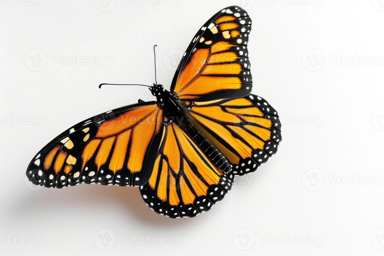 A monarch butterfly is shown on a white background photo