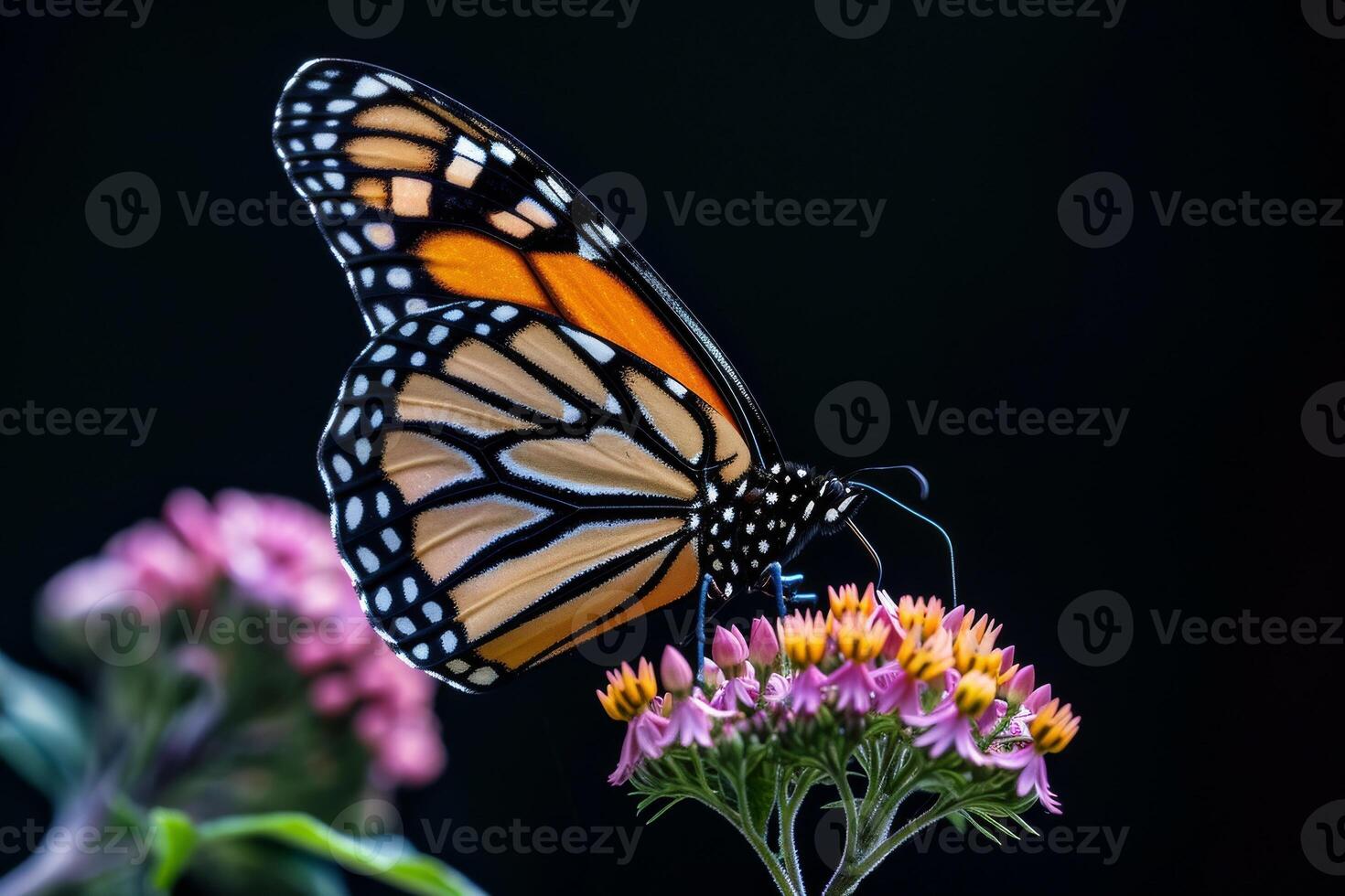 A monarch butterfly is perched on a flower photo