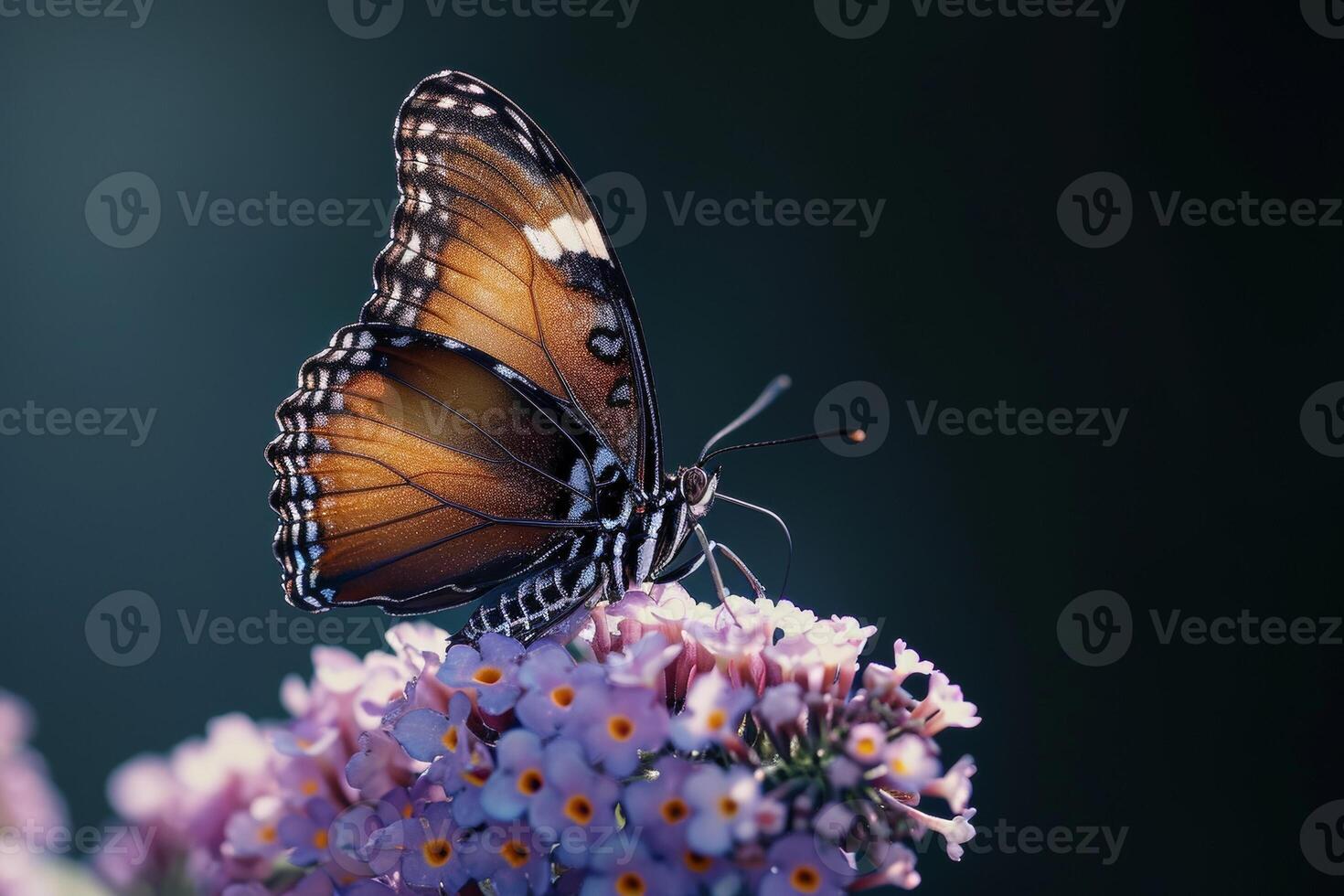 Butterfly on purple flowers photo