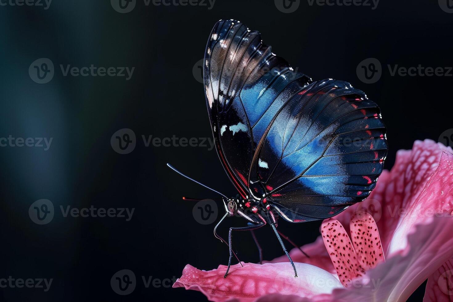A blue butterfly is sitting on a pink flower photo