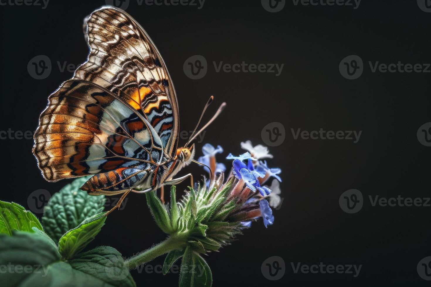 Butterfly on flower with black background photo